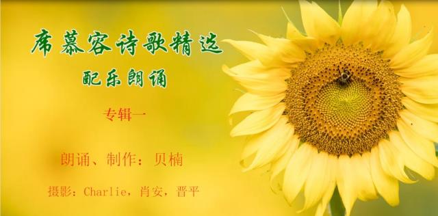 配乐诗朗诵:席慕容诗歌精选《雾起时》《山路》《无怨的青春》