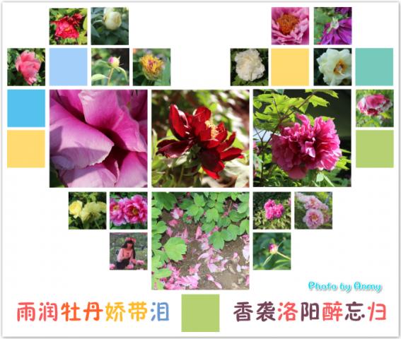 洛阳牡丹甲天下