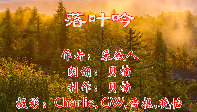 配乐诗朗诵《落叶吟》