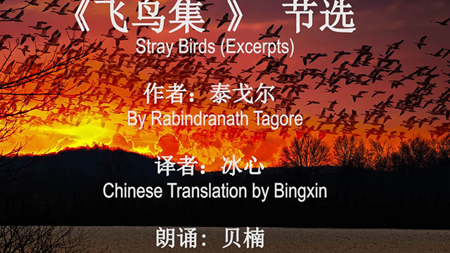 配乐诗朗诵泰戈尔《飞鸟集 》 节选