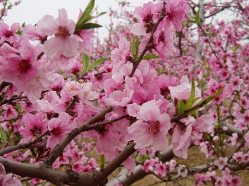 深州桃花源